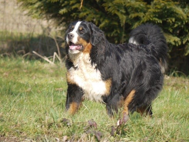 J't'adore du domaine des neiges eternelles