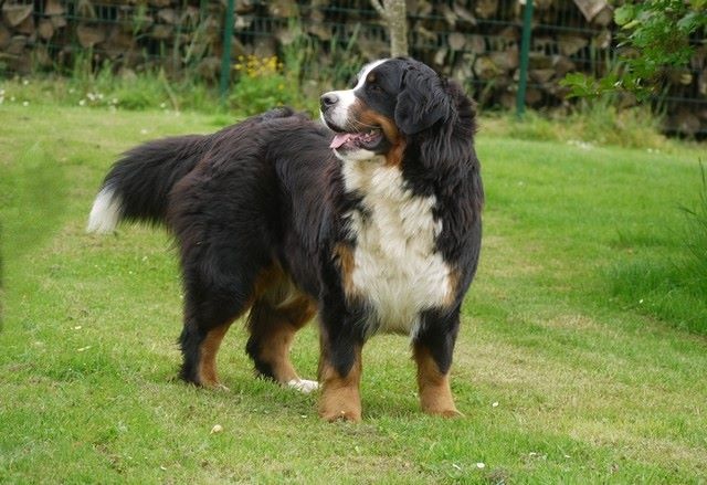 J't'adore du domaine des neiges eternelles