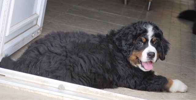 Publication : du Haras de la Vergne Auteur : Suzanne Morin