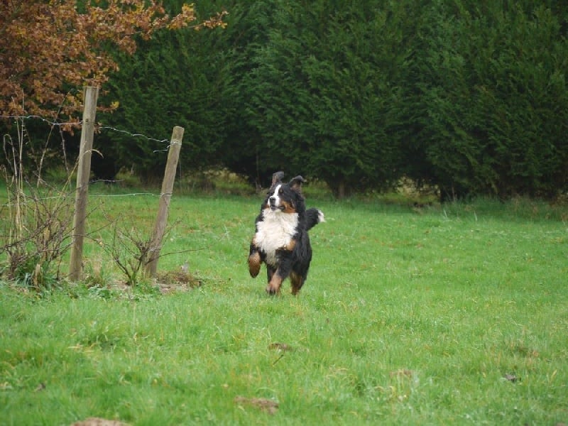 J't'adore du domaine des neiges eternelles