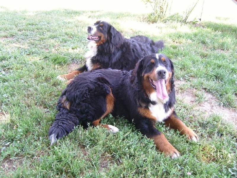 Czena du domaine des neiges eternelles