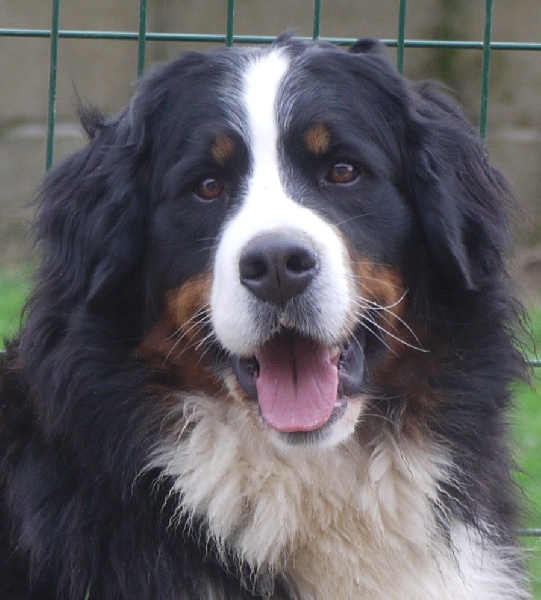 J't'adore du domaine des neiges eternelles