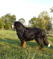 Gwen du domaine des neiges eternelles