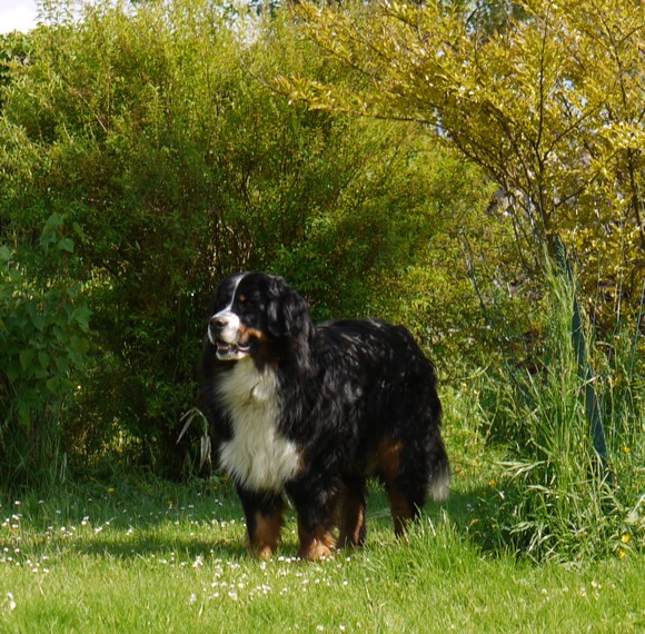 Gwen du domaine des neiges eternelles