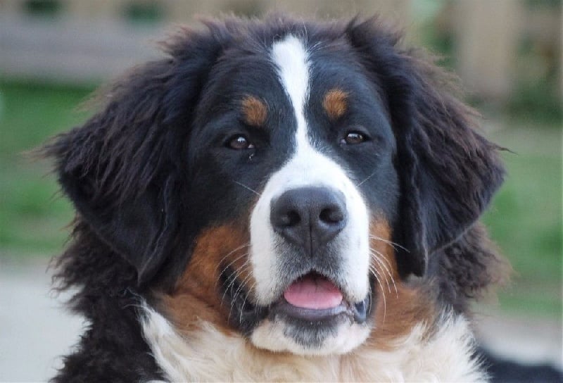 Publication : du Haras de la Vergne Auteur : Suzanne Morin