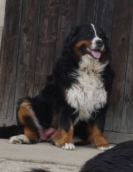 Gwen du domaine des neiges eternelles