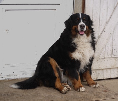 Gwen du domaine des neiges eternelles