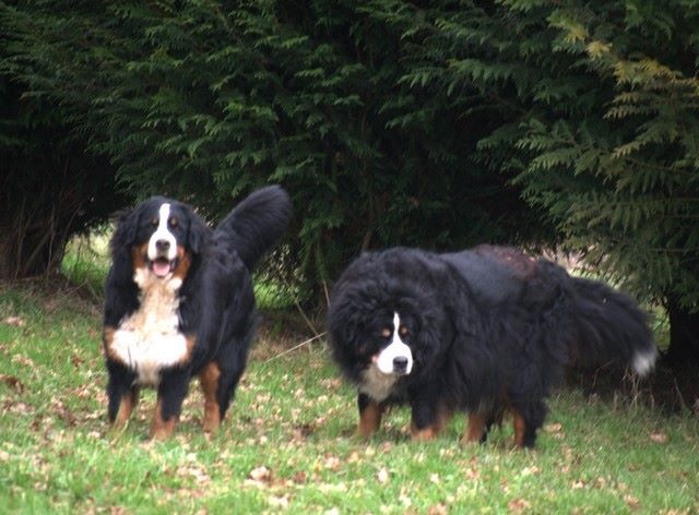 J't'adore du domaine des neiges eternelles