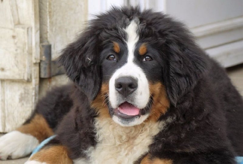 Publication : du Haras de la Vergne Auteur : Suzanne Morin