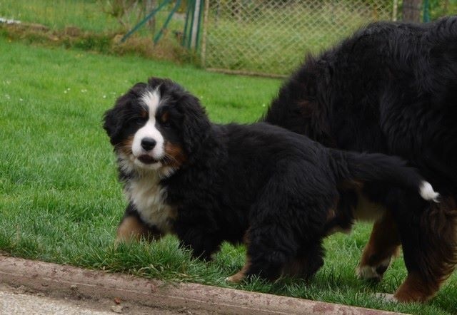 J't'adore du domaine des neiges eternelles