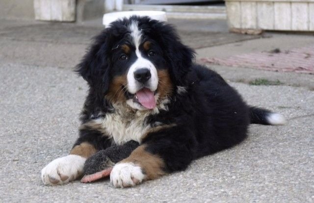 Publication : du Haras de la Vergne Auteur : Suzanne Morin