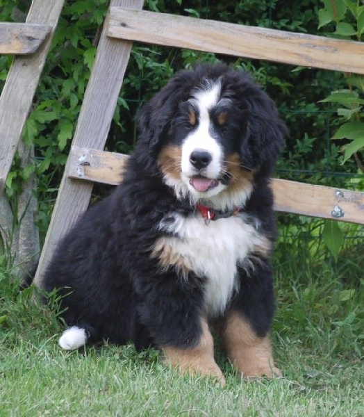 J't'adore du domaine des neiges eternelles