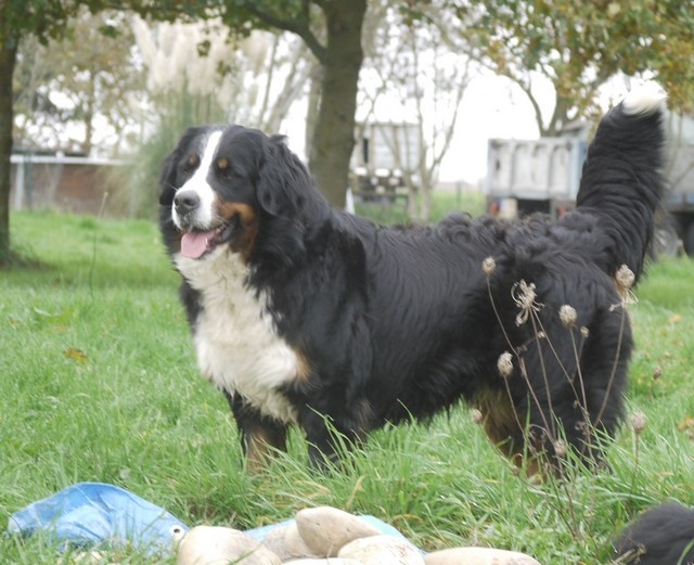 J't'adore du domaine des neiges eternelles