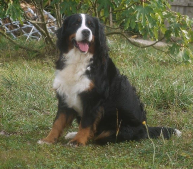 J't'adore du domaine des neiges eternelles