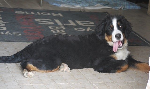 J't'adore du domaine des neiges eternelles