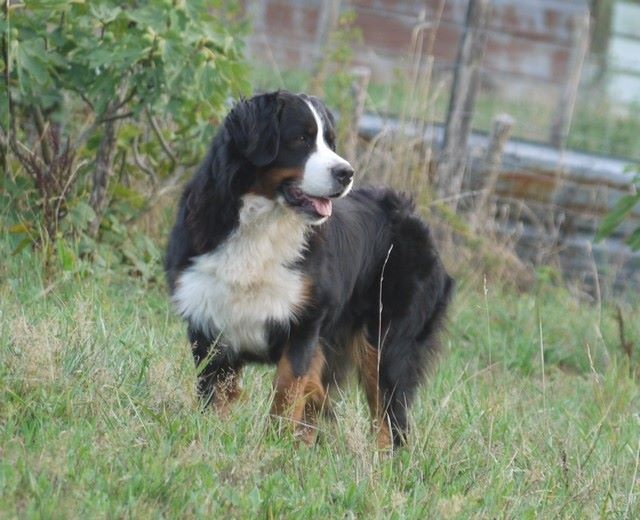 J't'adore du domaine des neiges eternelles