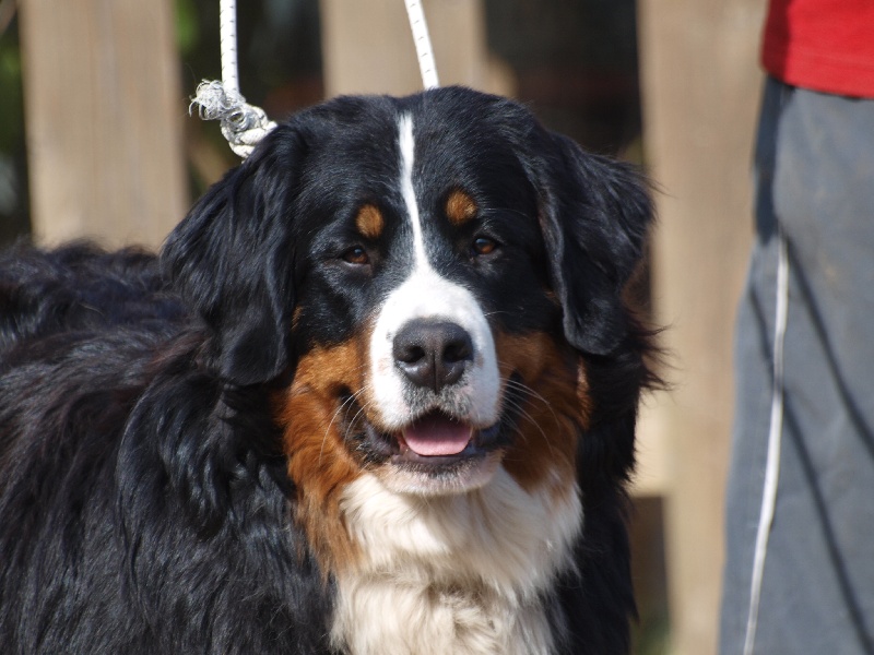 Gwen du domaine des neiges eternelles