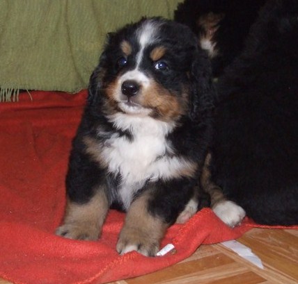 Czena du domaine des neiges eternelles