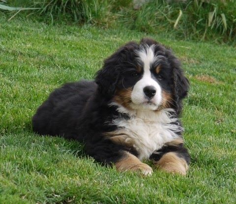 J't'adore du domaine des neiges eternelles