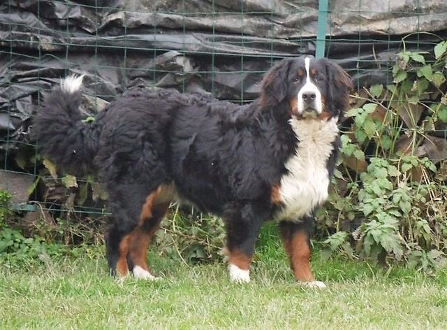 Publication : du Haras de la Vergne Auteur : Suzanne Morin