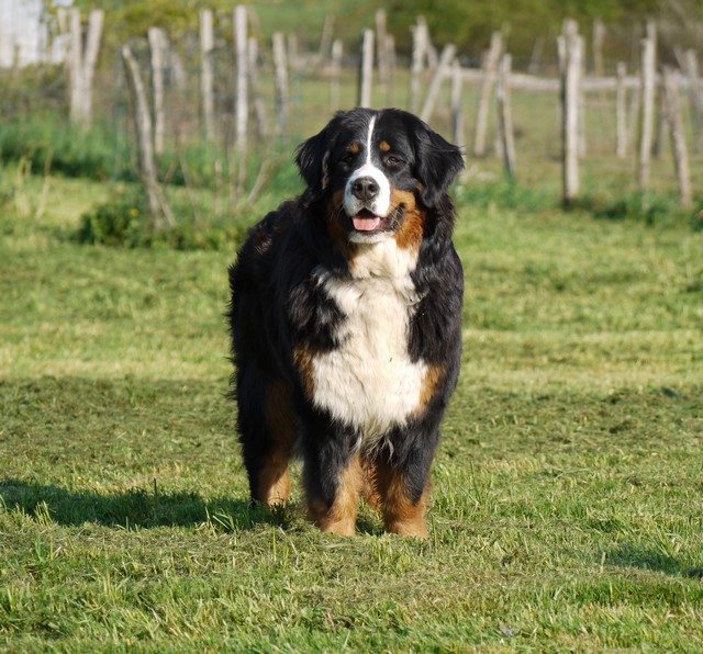 Gwen du domaine des neiges eternelles
