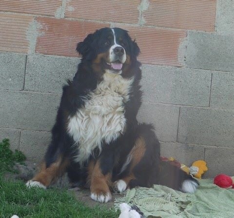 Gwen du domaine des neiges eternelles