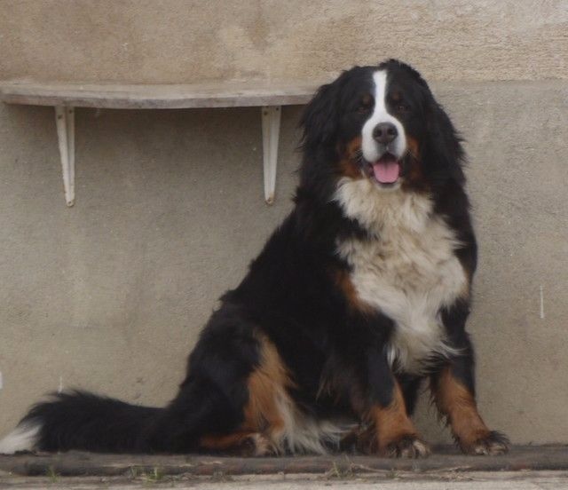 J't'adore du domaine des neiges eternelles