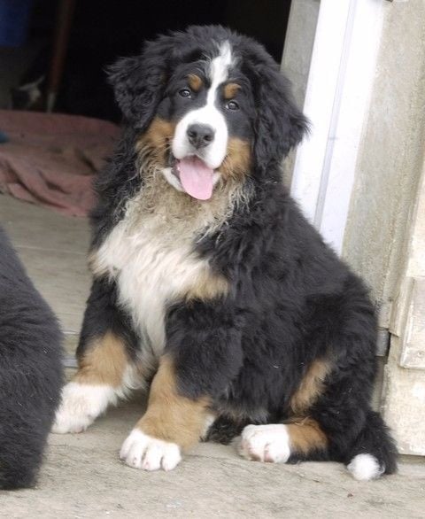 Publication : du Haras de la Vergne Auteur : Suzanne Morin