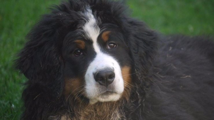 Publication : du Haras de la Vergne Auteur : Suzanne Morin