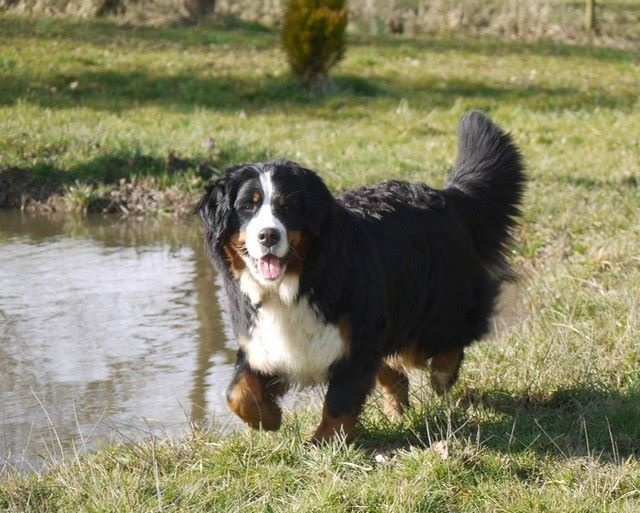 J't'adore du domaine des neiges eternelles