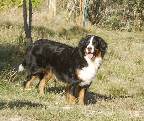 J't'adore du domaine des neiges eternelles