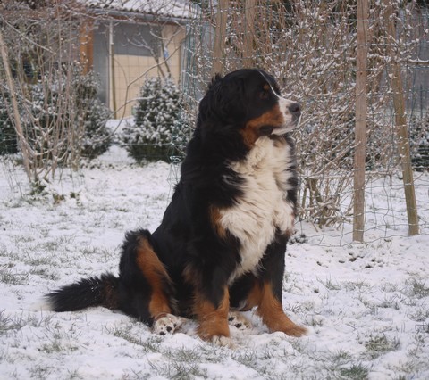 Gwen du domaine des neiges eternelles