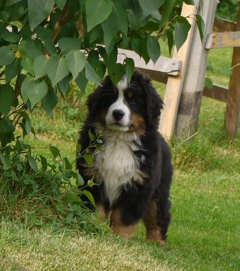 J't'adore du domaine des neiges eternelles