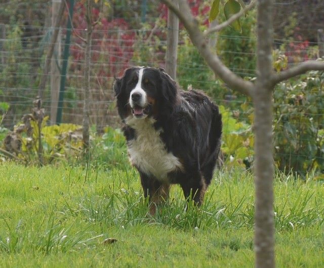 J't'adore du domaine des neiges eternelles