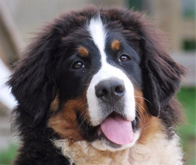 Publication : du Haras de la Vergne Auteur : Suzanne Morin