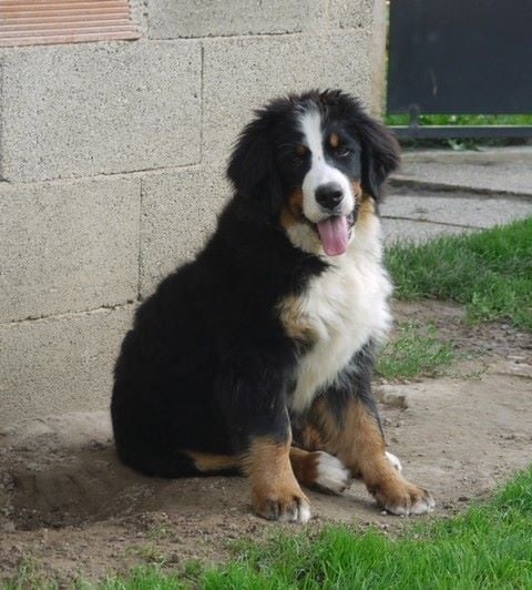 J't'adore du domaine des neiges eternelles