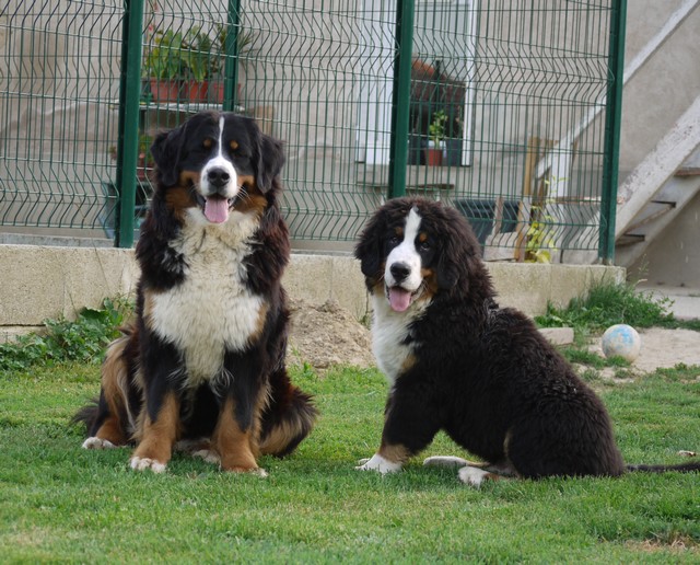 Gwen du domaine des neiges eternelles