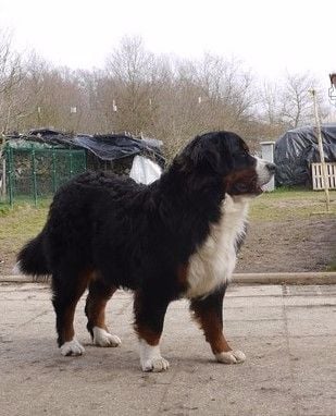 Publication : du Haras de la Vergne Auteur : Suzanne Morin