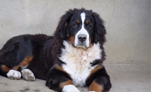 Publication : du Haras de la Vergne Auteur : Suzanne Morin