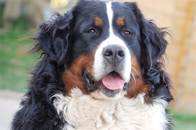 Publication : du Haras de la Vergne Auteur : Suzanne Morin