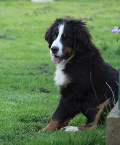 J't'adore du domaine des neiges eternelles