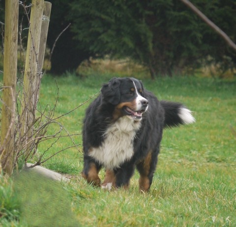 Gwen du domaine des neiges eternelles