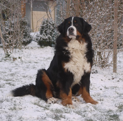 Gwen du domaine des neiges eternelles