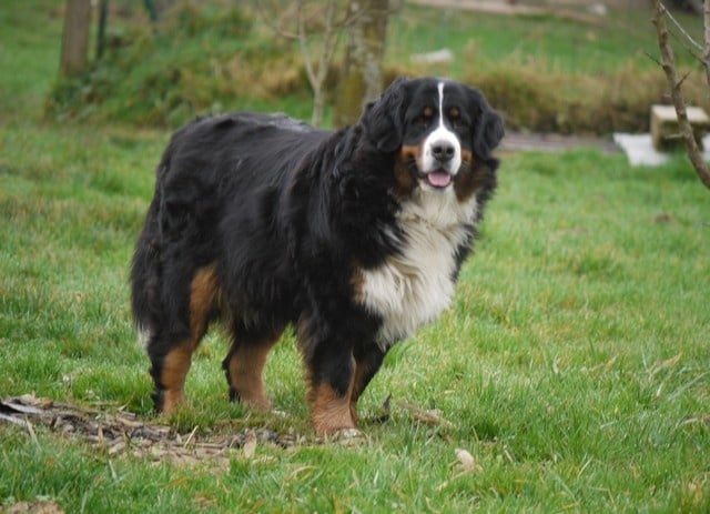 Gwen du domaine des neiges eternelles