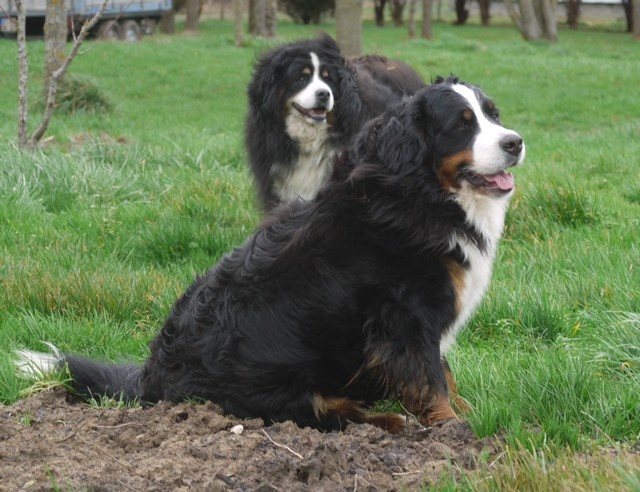 J't'adore du domaine des neiges eternelles