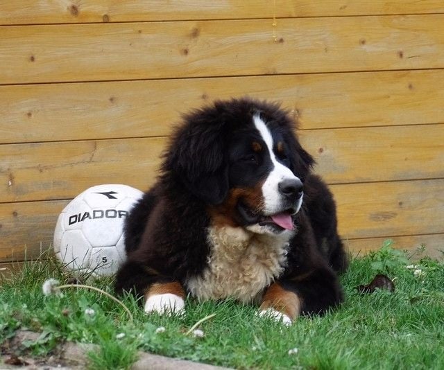 Publication : du Haras de la Vergne Auteur : Suzanne Morin