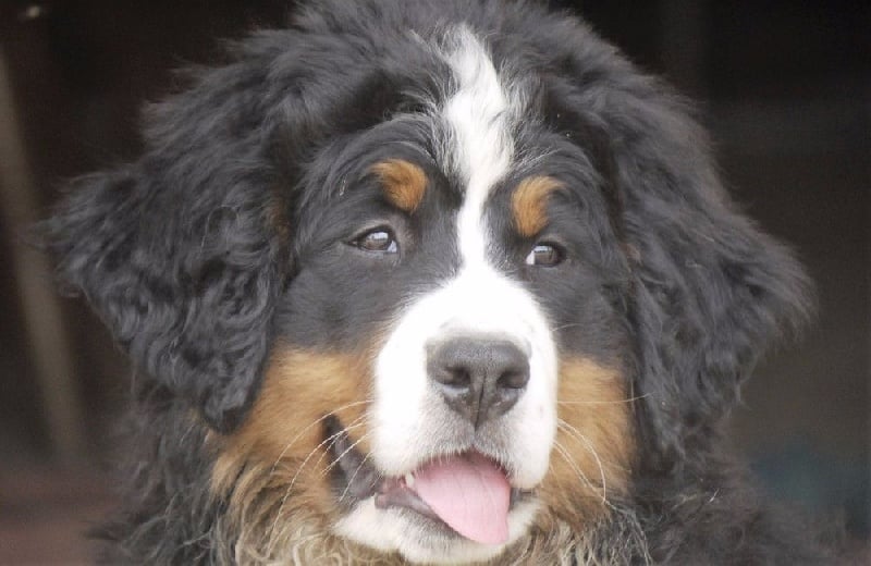 Publication : du Haras de la Vergne Auteur : Suzanne Morin