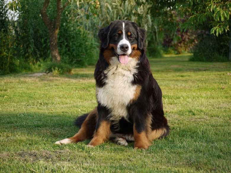 Gwen du domaine des neiges eternelles