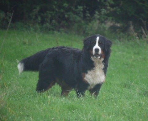 J't'adore du domaine des neiges eternelles