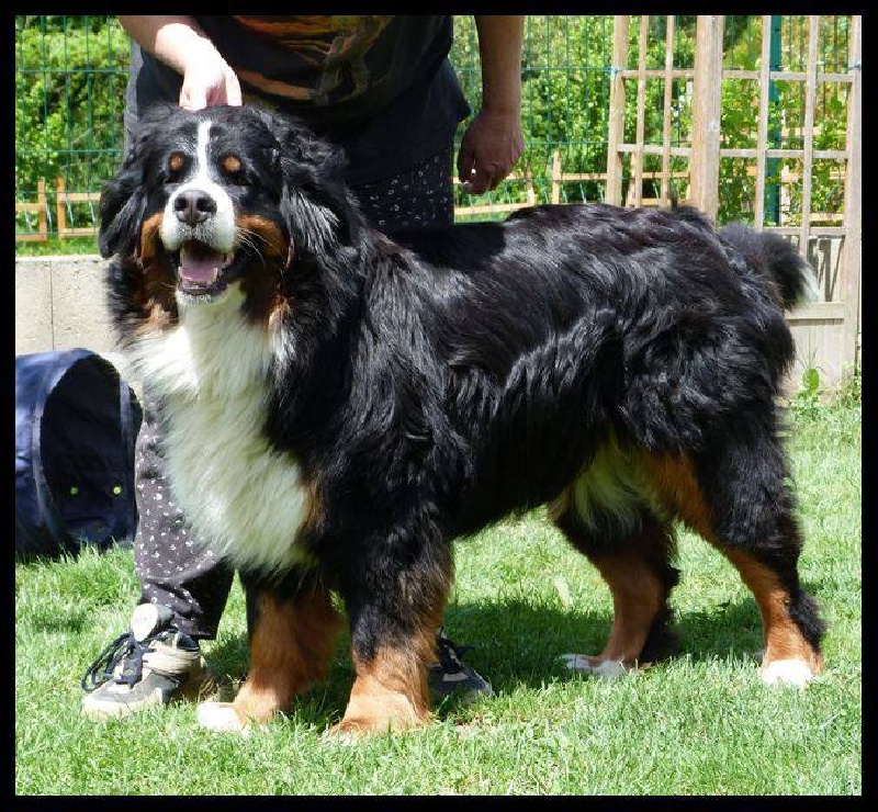 Gwen du domaine des neiges eternelles